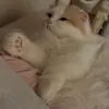 えすちゃん
