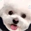 れあちーず。